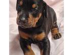 Doberman Pinscher Puppy for sale in Byhalia, MS, USA