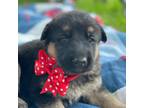 German Shepherd Dog Puppy for sale in Wellman, IA, USA