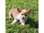 Pembroke Welsh Corgi Puppy for sale in Russellville, KY, USA