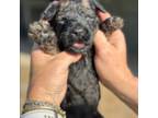 Labradoodle Puppy for sale in Apopka, FL, USA