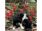 Aussiedoodle Puppy for sale in Chariton, IA, USA