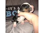 Boxer Puppy for sale in Sorrento, FL, USA