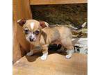 Chihuahua Puppy for sale in Felton, PA, USA
