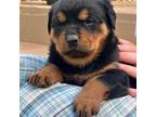 Rottweiler Puppy for sale in Wakarusa, IN, USA