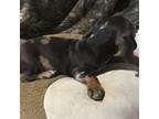 Dachshund Puppy for sale in Glen Rock, PA, USA