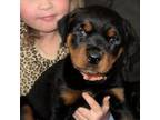 Rottweiler Puppy for sale in Oakland, ME, USA