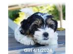 Biewer Terrier Puppy for sale in White Springs, FL, USA