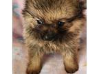 Pomeranian Puppy for sale in Asheville, NC, USA