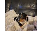 Dachshund Puppy for sale in Apopka, FL, USA