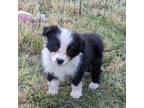 Border Collie Puppy for sale in Warden, WA, USA