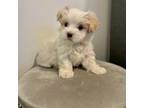 Maltipoo Puppy for sale in Miami, FL, USA