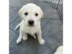 Mutt Puppy for sale in Foster City, CA, USA