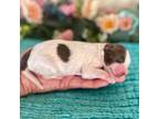 Mutt Puppy for sale in Quartzsite, AZ, USA