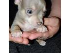 Chihuahua Puppy for sale in Dublin, GA, USA