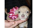 Chihuahua Puppy for sale in Dublin, GA, USA