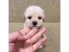 Poodle (Toy) Puppy for sale in Milpitas, CA, USA