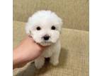 Poodle (Toy) Puppy for sale in Milpitas, CA, USA