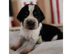 English Springer Spaniel Puppy for sale in Lake City, FL, USA