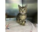 Adopt Candace a Domestic Short Hair
