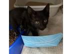 Adopt Heritage a Domestic Short Hair