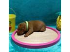Vizsla Puppy for sale in Bloomfield, IA, USA