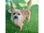 Adopt Loreal a Terrier