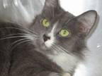 Adopt Odette a Domestic Long Hair
