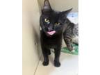 Adopt Louise - ADOPTED a Domestic Short Hair