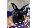 Adopt Midnight a Lop Eared