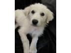 Adopt Fuzzy Wuzzy a Great Pyrenees