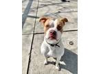 Adopt Bug a Pit Bull Terrier