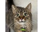 Adopt Lucille P. McChicken a Domestic Medium Hair