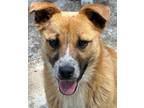 Adopt Lottie a Smooth Fox Terrier, Cattle Dog