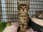 Adopt Baby Ginger a Domestic Short Hair