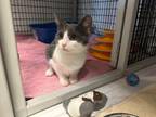 Adopt Misty Moo a Domestic Short Hair