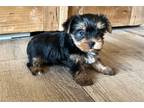 Yorkshire Terrier Puppy for sale in Oklahoma City, OK, USA