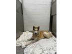 Adopt Frizzle a Siberian Husky, Mixed Breed
