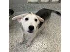 Adopt Lacy a Husky, Mixed Breed