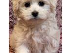 Coton de Tulear Puppy for sale in Prescott Valley, AZ, USA