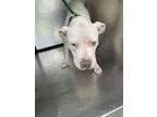 Adopt 56048003 a Pit Bull Terrier, Mixed Breed