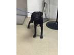 Adopt 56046708 a Labrador Retriever, Mixed Breed