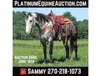 Amazing Dapple Grey, Ranch or Trail Horse, Family Safe! Go to