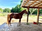 Beautiful Kentucky Mountain Horse with Flaxen Mane