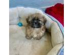 Maltese Puppy for sale in Moses Lake, WA, USA