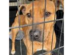Adopt Red a Pit Bull Terrier, Mixed Breed