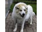 Adopt Vegas a Great Pyrenees, Mixed Breed