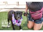 Adopt Lulu a Pit Bull Terrier, Mixed Breed