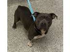 Adopt KB a Pit Bull Terrier, Mixed Breed