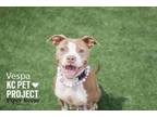Adopt Vespa a Pit Bull Terrier, Mixed Breed