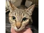 Adopt Penne (C000-267) - City of Industry Location a Domestic Short Hair